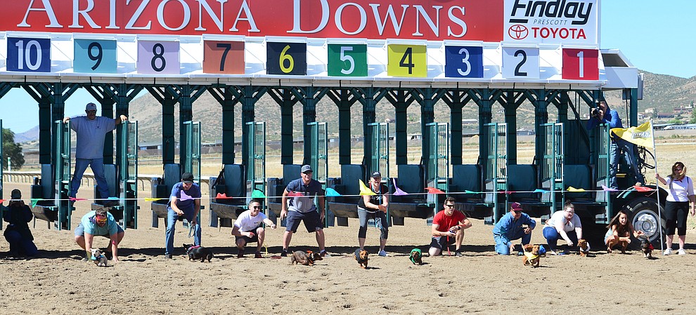 Weiner dog racing action at Arizona Downs in Prescott Valley Saturday July 20, 2019. (Les Stukenberg/Courier)