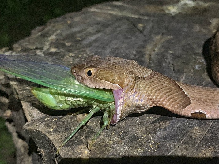This July 17, 2019 photo provided by Charlton McDaniel of Fort Smith, Ark., shows a copperhead snake eating a cicada in Arkansa's Ozark National Forest. McDaniel of said Thursday, July 25, 2019, that he was "fascinated and captivated" to see a copperhead eat a newly emerged cicada at dusk on July 17. McDaniel says he went to the forest for moonlight kayaking and noticed the molting cicada. McDaniel scared off a nearby snake, but the reptile returned to gobble the insect. (Charlton McDaniel via AP)
