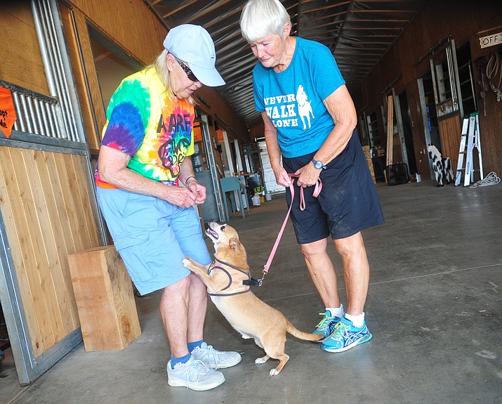 Arizona Animal Rescue Friends volunteers Luann Herbert and Joan Melquist with Ramsey at the Mayer rescue center Thursday July 25, 2019. (Les Stukenberg/Courier)