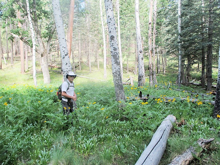 Out and about: On the Cabin Loop Trail on the Mogollon Rim | Navajo ...