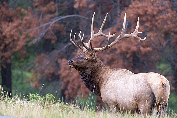 Column | Boquillas Ranch now open for scouting with permit | Kingman ...