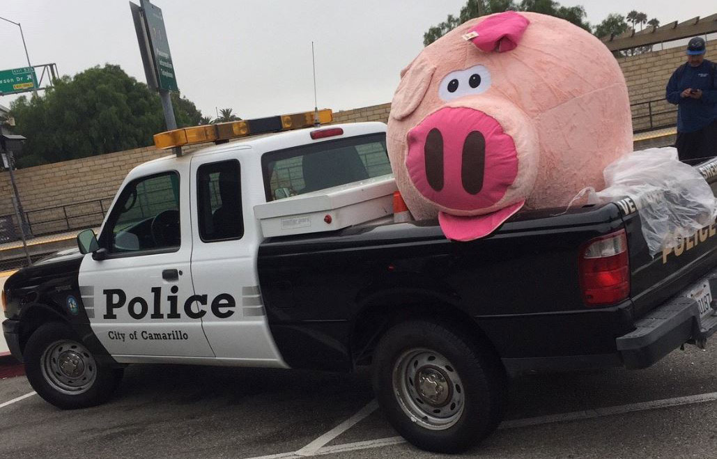 Abandoned giant stuffed pig was a county fair prize The Daily Courier
