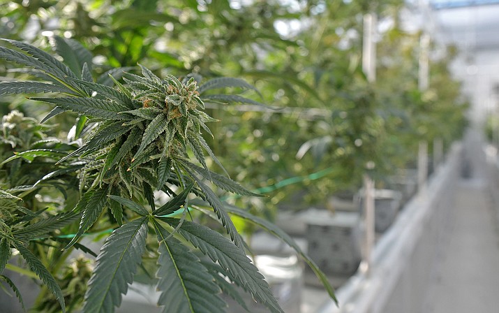 A detail of a marijuana plant at the Sun King Labs marijuana grow house in Chino Valley. (Courier file)