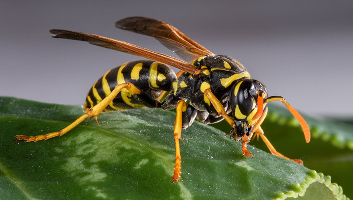 Angry wasps help German police nab fleeing fugitive | The Daily Courier