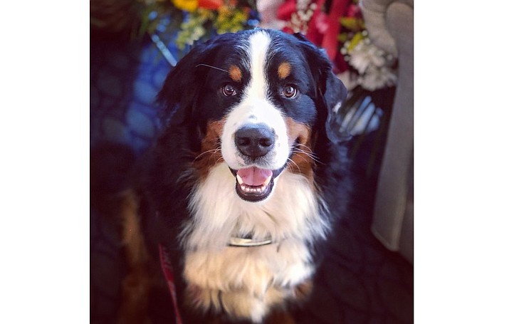 This June 11, 2019 photo shows Fiona, a Bernese mountain dog at a funeral home in New York. Fiona passed the test to become the club's 1 millionth "canine good citizen." Owner Nora Pavone says that Fiona spends her days comforting people at the Pavone family's Brooklyn funeral home, and she's been "blown away" by the response to the empathetic animal. (Nora Pavone via AP)