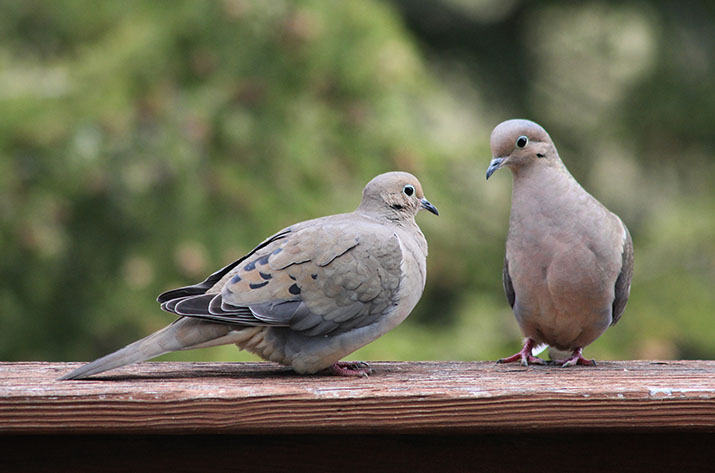 Arizona dove hunting season gets underway Sunday | The Kingman Miner