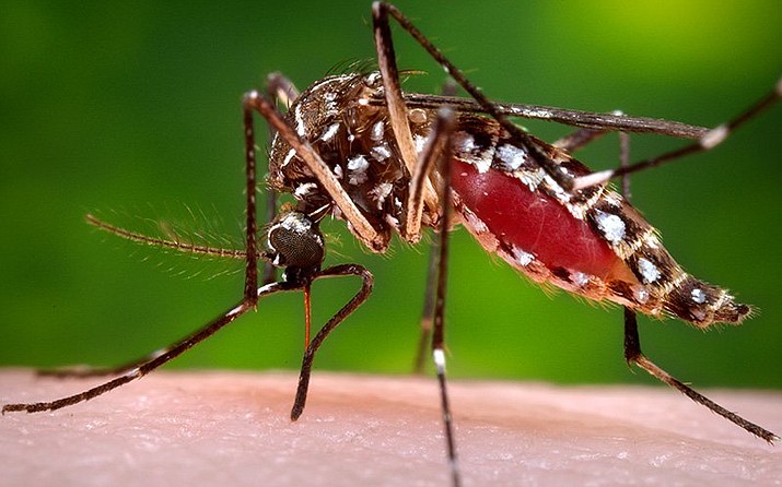 The Aedes aegypti is a common day-biting mosquito that prefers to feed on humans and can spread diseases picked up from a host. (Centers for Disease Control and Prevention/Courtesy, via Cronkite News)