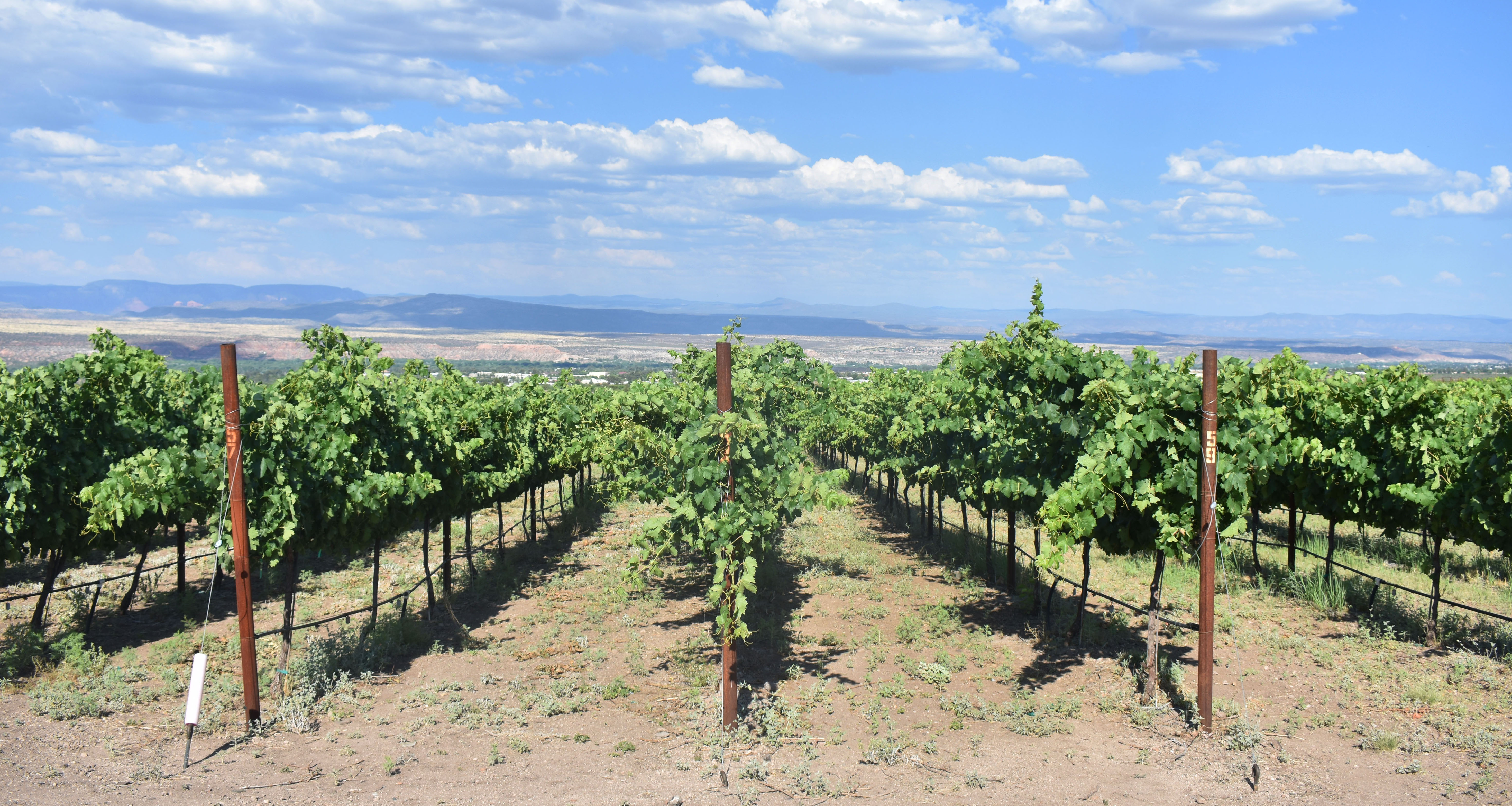 Verde Valley ranked 4th on national list of best wine regions The