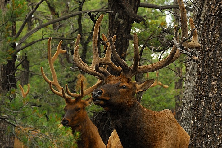 Arizona Game and Fish Department is hoping to keep Chronic Wasting Disease out of Arizona by enacting rules regarding the possession and transportation of elk and deer into Arizona by successful out-of-state hunters. (Photo/AZGFD)