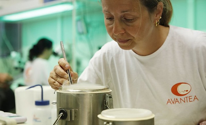 In this Sunday, Aug. 25, 2019 file photo, a researcher works at the Avantea laboratory inseminating eggs from the last two remaining female of northern white rhinos with frozen sperm from two rhino bulls of the same species, in Cremona, Italy. An international consortium of scientists and conservationists says they have succeeded in creating two embryos of the near-extinct northern white rhino, a milestone in assisted reproduction that may be a pivotal turning point in the fate of the species. The embryos were created in-vitro, using eggs collected from the two remaining females and frozen sperm from dead males, they said at a news conference in the Italian northern city of Cremona on Wednesday, Sept. 11, 2019. (AP Photo/Antonio Calanni, File )