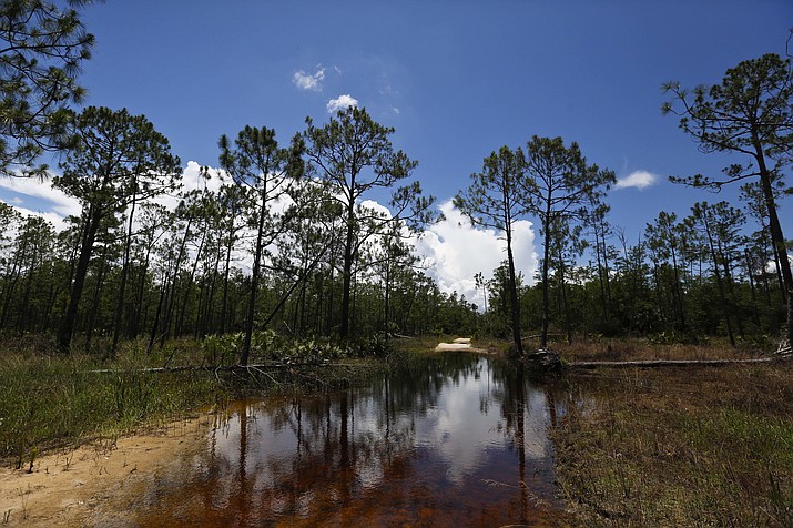 In this June 7, 2018, file photo, a puddle blocks a path that leads into the Panther Island Mitigation Bank near Naples, Fla. The Trump administration on Thursday, Sept. 12, 2019, revoked an Obama-era regulation that shielded many U.S. wetlands and streams from pollution but was opposed by developers and farmers who said it hurt economic development and infringed on property rights. (Brynn Anderson/AP, file)