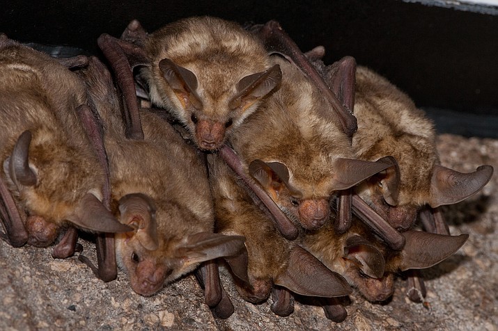 All mammals are susceptible to rabies, including bats, skunks, and foxes. Possible rabies infections should be considered in animals that exhibit unusual or aggressive behavior or that are not afraid of humans. (Bats in Arizona, stock photo)