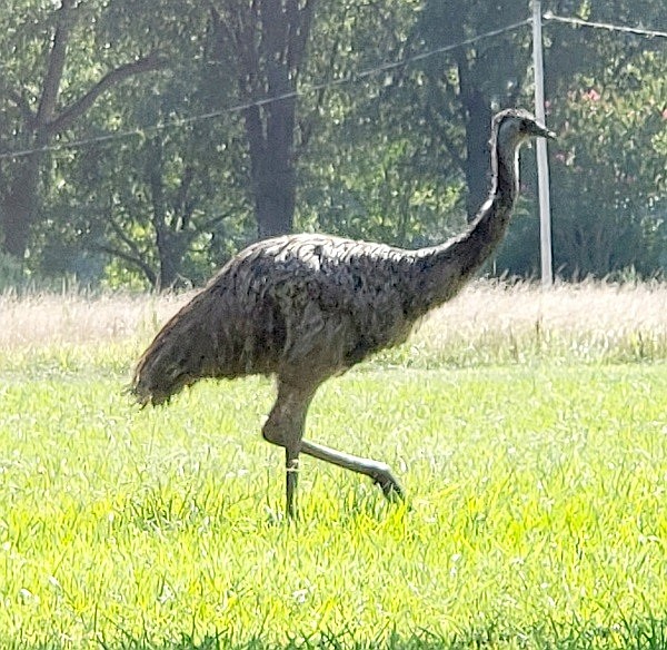 Eno the elusive emu dies during capture in North Carolina. (OCNCGov, Facebook)