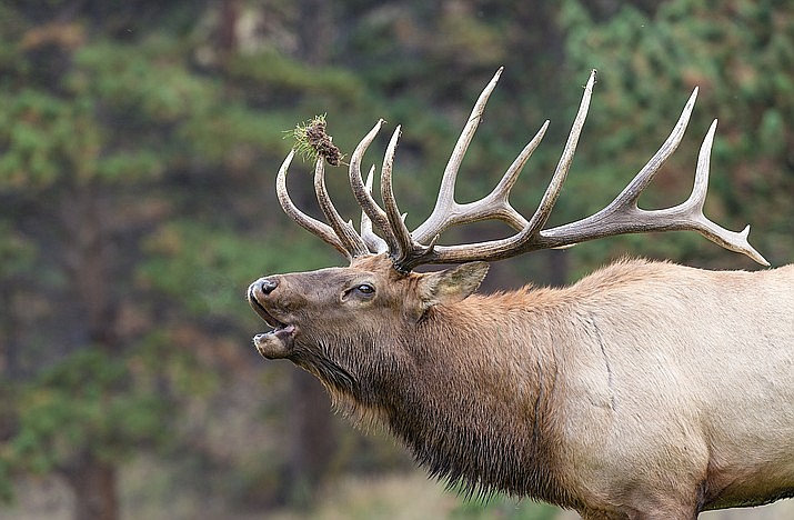 arizona bull elk