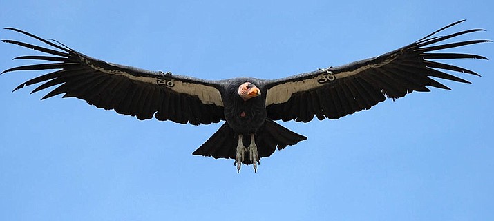 California condor soaring with wings outstretched (Jim Shuler, Utah DWR)