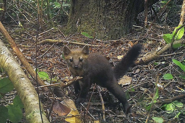 This Oct. 8, 2015 remote camera file photo provided by the Center for Biological Diversity shows a rare coastal Pacific marten in the Oregon Dunes in the Siuslaw National Forest, Ore. The Oregon Fish and Wildlife Commission voted to ban the trapping of the extremely rare cat-like creature in coastal areas critical to its survival, a coalition of environmental groups announced on Monday, Sept. 16, 2019. The 4-3 vote taken late Friday, Sept. 13 would impose a trapping ban west of the Interstate 5 corridor to protect the fewer than 200 coastal Humboldt martens left in the state. (Mark Linnell/U.S. Forest Pacific Northwest Research Station and Oregon State University via AP, File)