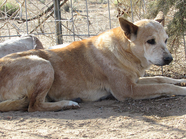 Willow’s Dog Park gets Council approval, ribbon cutting set Kingman