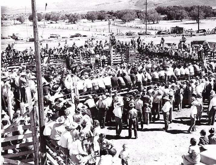 Shown is a 1950 photo of the Yavapai Cattle Growers annual barbecue and calf sale at the Peeples Valley Maughan Ranch. The 86-year tradition continues Saturday, Sept. 28 at noon.