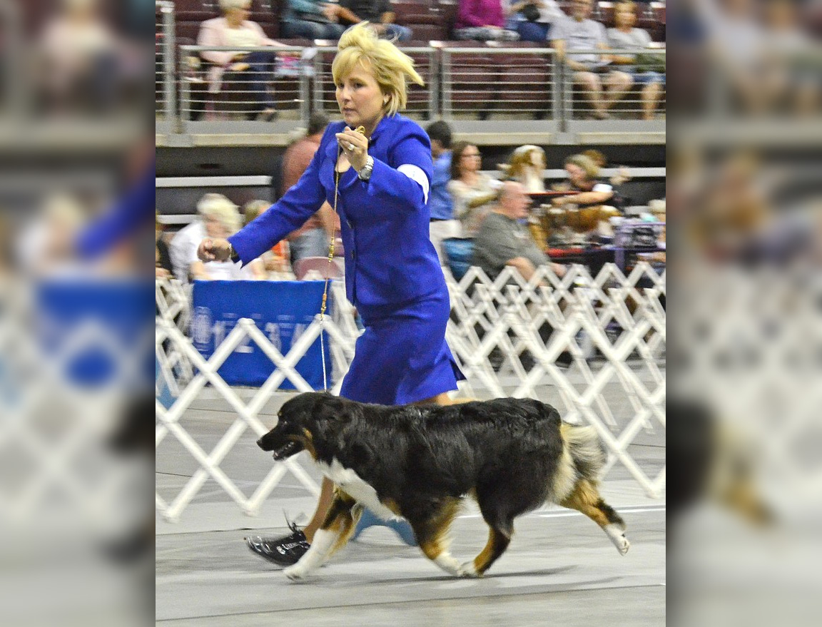 Photos Prescott Arizona Kennel Club Dog Show The Daily Courier