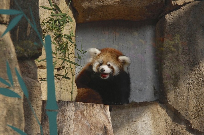 Kiki a red panda is seen in the pandas' outdoor exhibit at the Milwaukee County Zoo Sept. 20, 2019, in Milwaukee. Kiki was born in June and is the second cub for mother, Dr. Erin Curry and father, Dash. Red pandas are considered to be endangered due to deforestation, poaching and trapping. (AP Photo/Carrie Antlfinger)