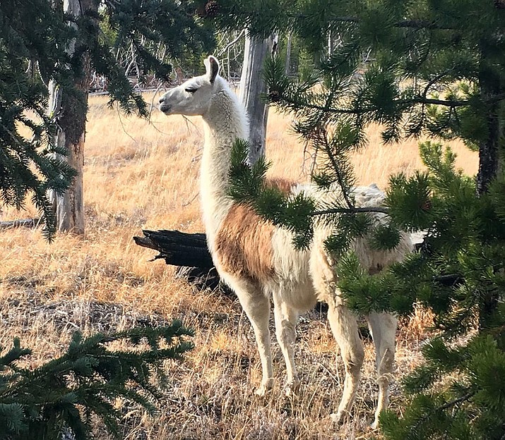 Susi Hülsmeyer-Sinay, owner of Yellowstone Llamas, lured Ike, a lost pack llama, out of the pack with three of her own llamas. (Photo courtesy of Susi Hülsmeyer-Sinay)