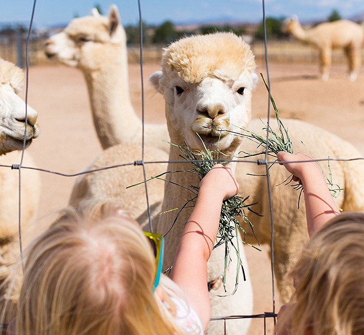 Young visitors feed the alpacas at the 2018 National Alpaca Farm Day event at the Peaceful Prairie Alpaca Ranch. (Emma Lee Photography/Courtesy)