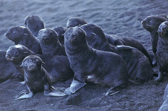 This August 2019 photo released by the National Oceanic and Atmospheric Administration Fisheries (NOAA) shows northern fur seal pups standing on a beach on Bogoslof Island, Alaska. Alaska's northern fur seals are thriving on an island that's the tip of an active undersea volcano. Numbers of fur seals continue to grow on tiny Bogoslof Island despite hot mud, steam and sulfurous gases spitting from vents on the volcano. (Maggie Mooney-Seus/NOAA Fisheries via AP)