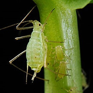 Aphids. (Watters/Courtesy)