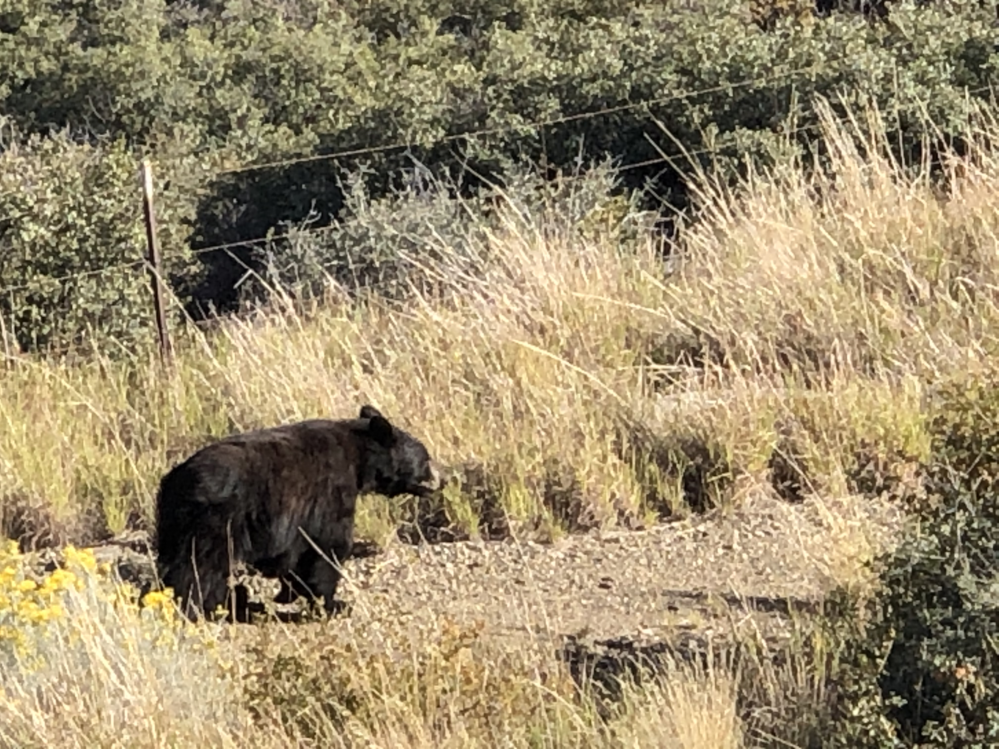 Bear spotted in Prescott Valley neighborhood The Daily Courier