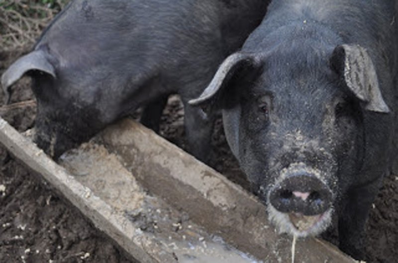 A solution for food waste in schools Give it to the pigs The Daily