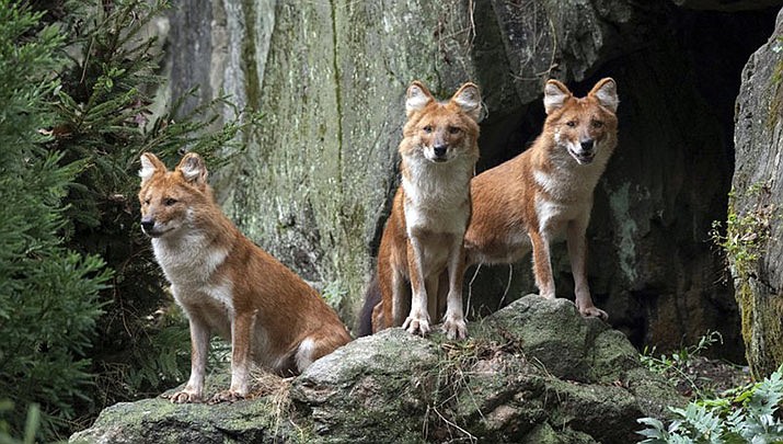 In this recent photo provided by the Wildlife Conservation Society, three male dhole, a species of Asiatic wild dog, that have debuted at the Bronx Zoo, stand in their new habitat adjacent at the zoo in the Bronx borough of New York. The trio, named Roan, Apollo, and Kito, siblings that were born at the San Diego Zoo Safari Park in 2016, are native to portions of southern and central Asia. (Julie Larsen Maher/Wildlife Conservation Society via AP)
