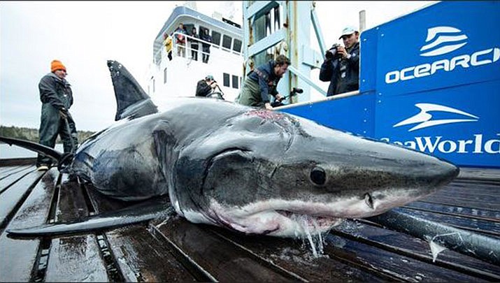 Researchers say they’ve come across a nearly 13-foot great white shark with teeth marks on its jaw and head. They say it was likely bitten by an even bigger shark. (OCEARCH, Twitter)
