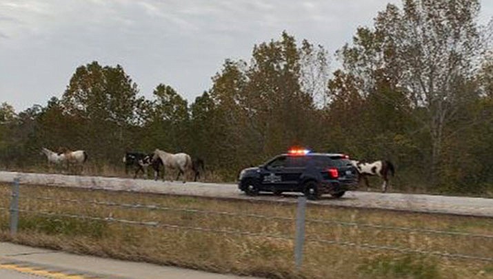 Kansas City, Missouri, police deal with a lot of things that cause traffic congestion, but horses on the highway is a new one. (Kansas City Police)