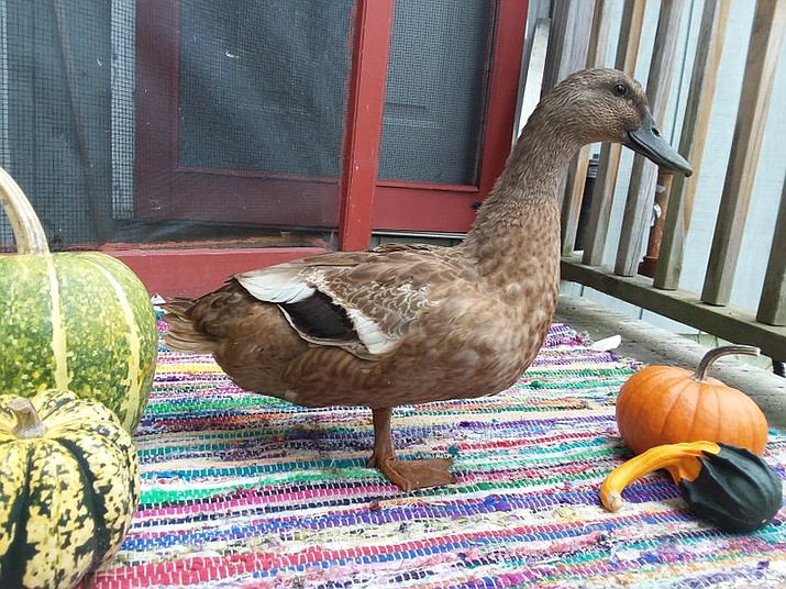 Faith, a Mallard duck who lost her leg to a fox attack last year, is shown in Gardiner, Maine, on Oct. 25, 2019. Loni Hamner, who recently adopted Faith, is trying to arrange for her to be fitted with a prosthetic leg. (AP Photo/Loni Hamner)