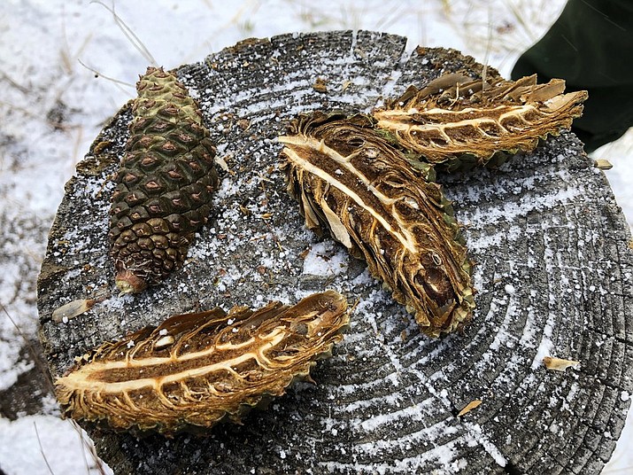 Do Pine Cones Explode In Fire Fire-ravaged forests get help from pine cone collectors | The Daily