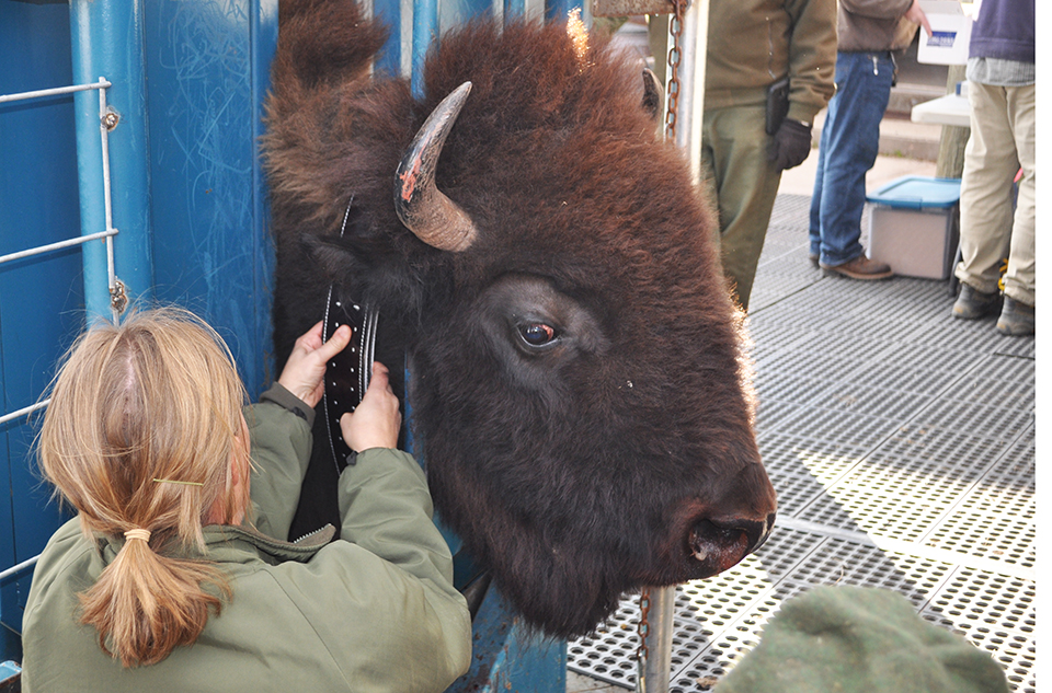 Satellites used to track bison movements at Wind Cave National Park