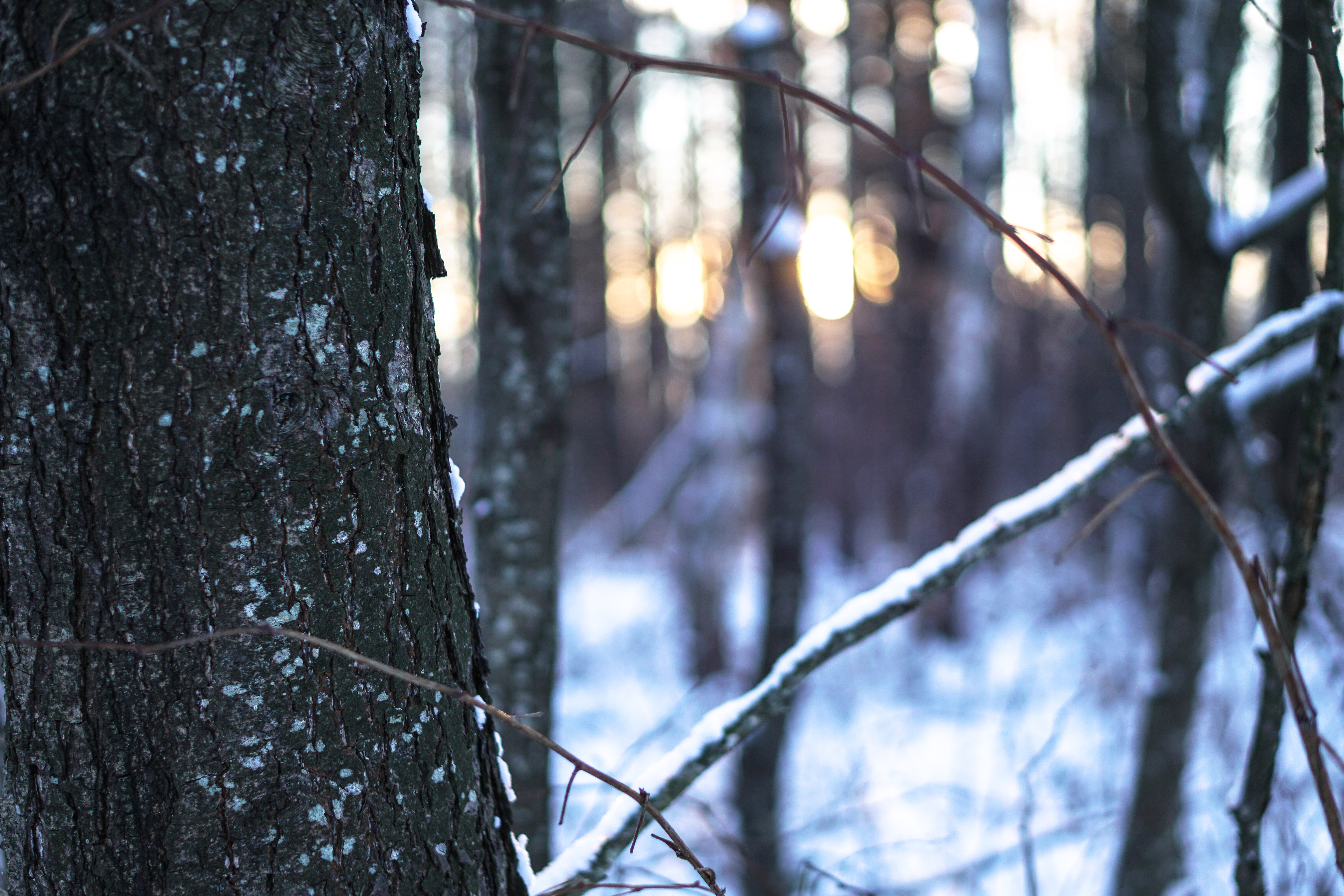 Christmas Tree Cutting Permit Az 2022 Kaibab Forest Announces Christmas Tree Cutting Permits | Williams-Grand  Canyon News | Williams-Grand Canyon, Az