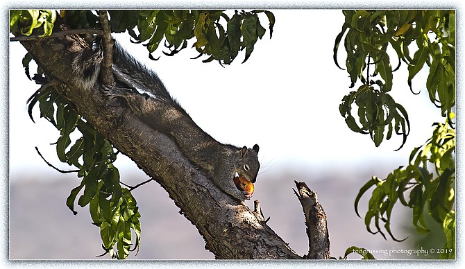 Photo detail