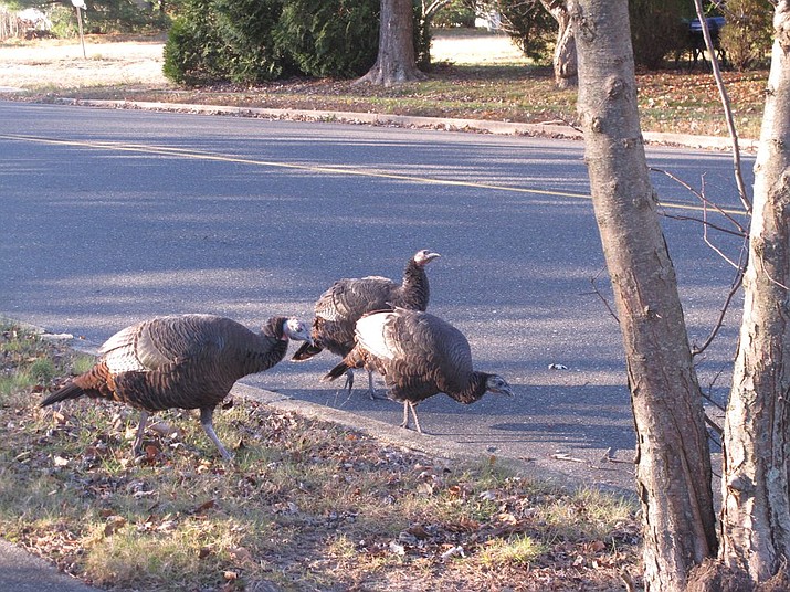 This Nov. 13, 2019 photo shows wild turkeys walking in a roadway in Toms River, N.J. New Jersey wildlife officials plan to trap and relocate some of the large number of turkeys that have established themselves in and around a retirement community. (AP Photo/Wayne Parry)