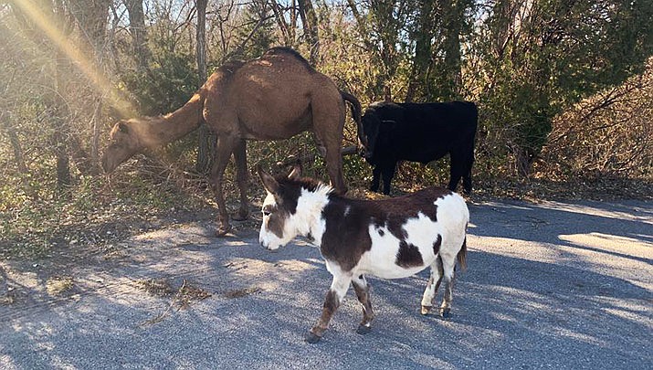 Authorities have found the owners of a camel, cow and donkey that were spotted roaming together along a Kansas road in a grouping reminiscent of a Christmas Nativity scene. (Goddard Police Dept.)
