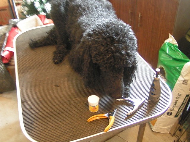 BoJay checks out the nail clipping supplies while waiting for the action to begin.  (Courtesy)