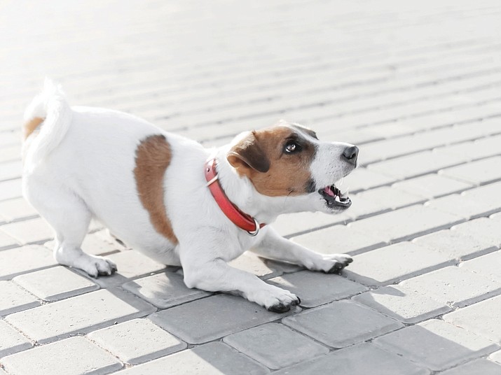 Prescott, Prescott Valley, Chino Valley and Yavapai County each has its own provisions for nipping incessant dog barking in the bud. (Courier stock image)