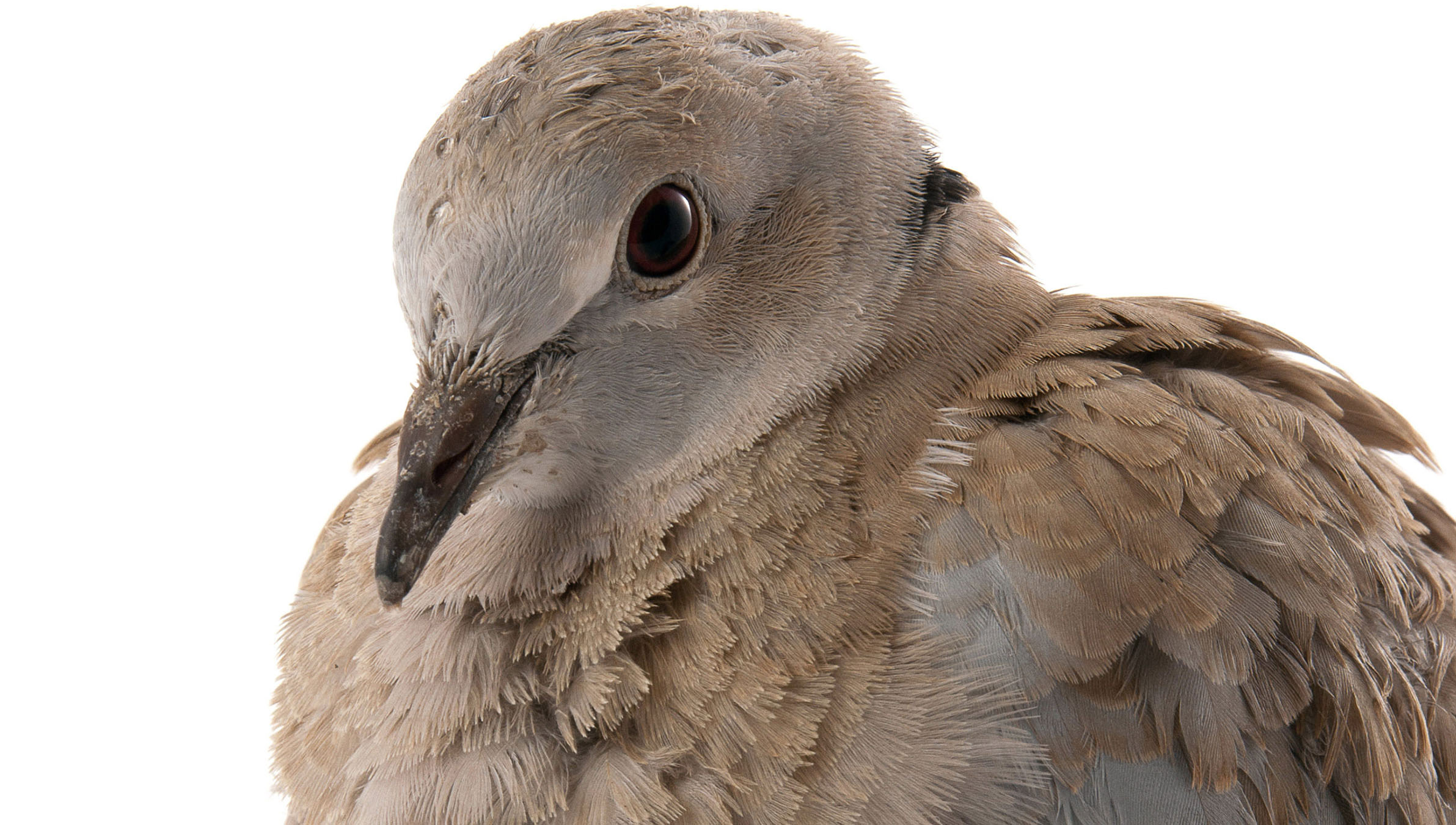 Arizona’s second dove season opens Kingman Daily Miner Kingman, AZ