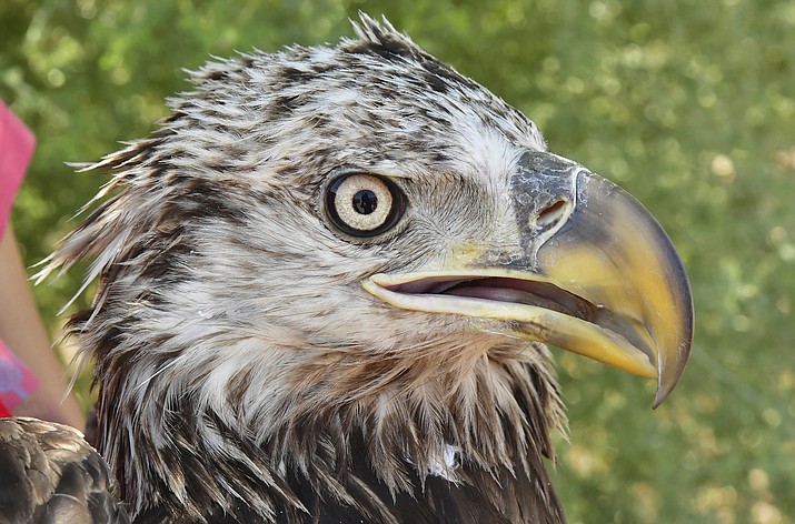 Bald eagle breeding areas in Arizona closing for nesting | Williams