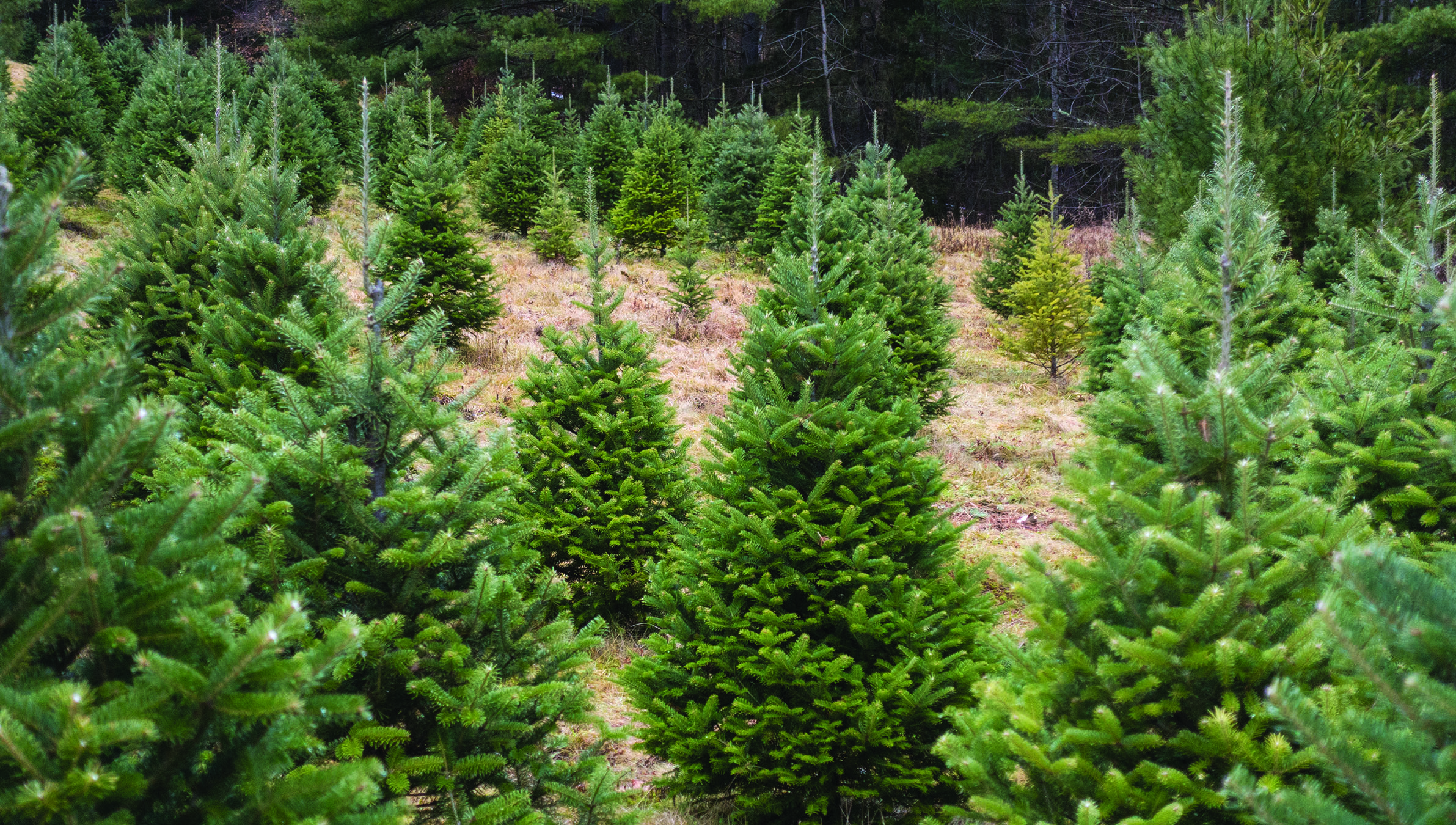 Cut your own Christmas tree on Saturday and Sunday | Kingman Daily ...