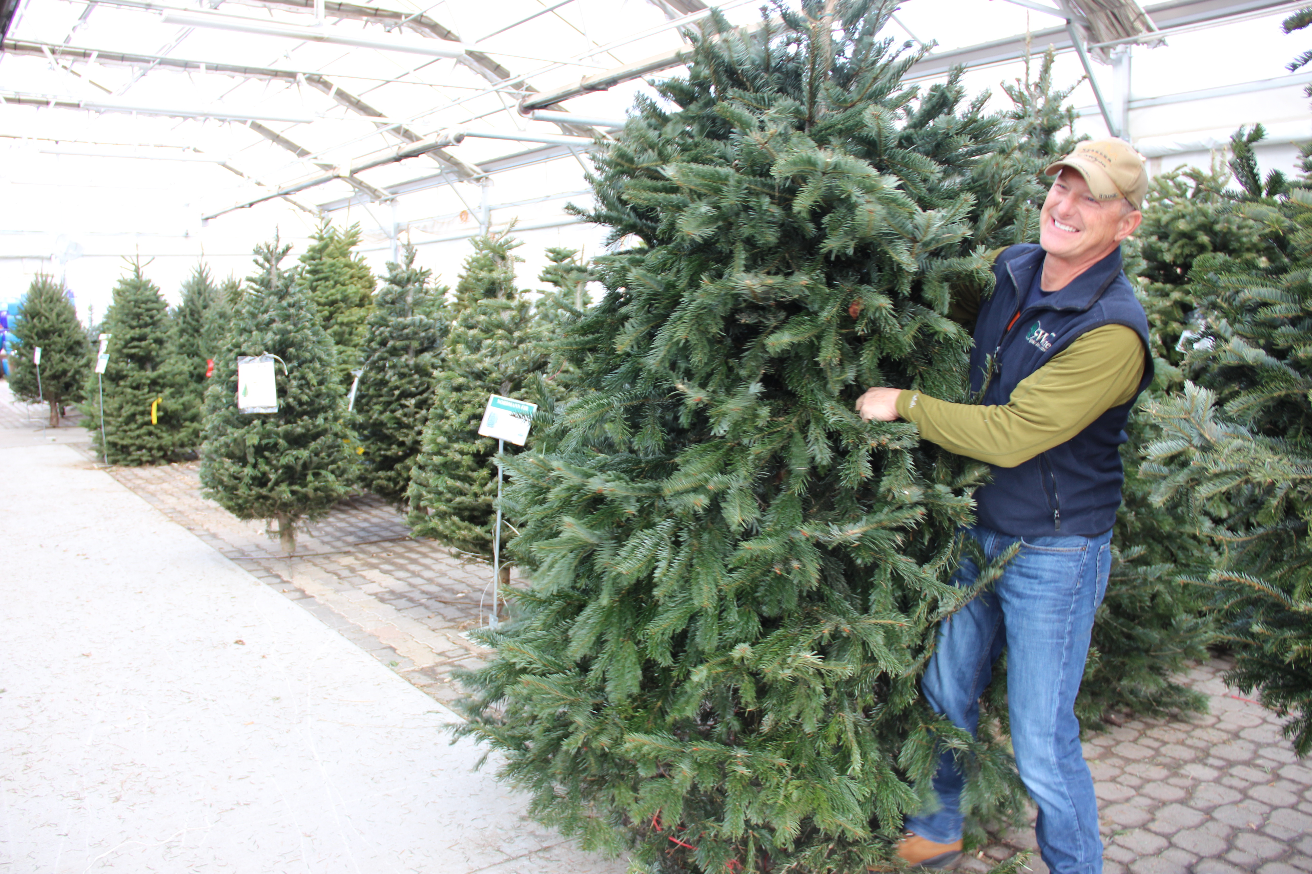 Christmas tree shortage increases prices, limits selection, quality