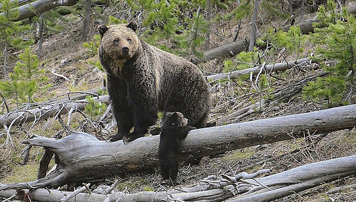 This April 29, 2019 file photo provided by the United States Geological Survey shows a grizzly bear and a cub along the Gibbon River in Yellowstone National Park, Wyo. According to court documents filed Monday, Dec. 9, 2019, U.S. officials will review whether grizzly bears have enough protections across the Lower 48 states after advocates sued the government in a bid to restore the animals to more areas of the U.S. (Frank van Manen/The United States Geological Survey via AP, File)
