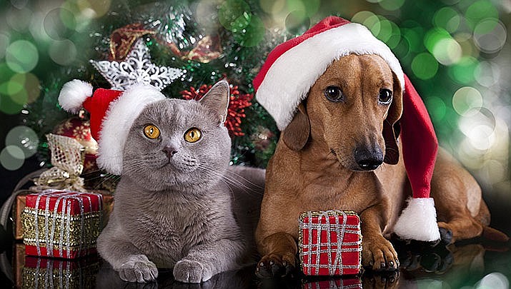 Free Pictures With Santa For Pets And Children Dec 17 Kingman Daily Miner Kingman Az
