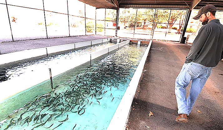 Rainbow trout can be seen in one of the raceways at the Page Springs Hatchery in Cornville on Wednesday as Fish Culturist Matt Lyons walks around the pools. (VVN/Vyto Starinskas)