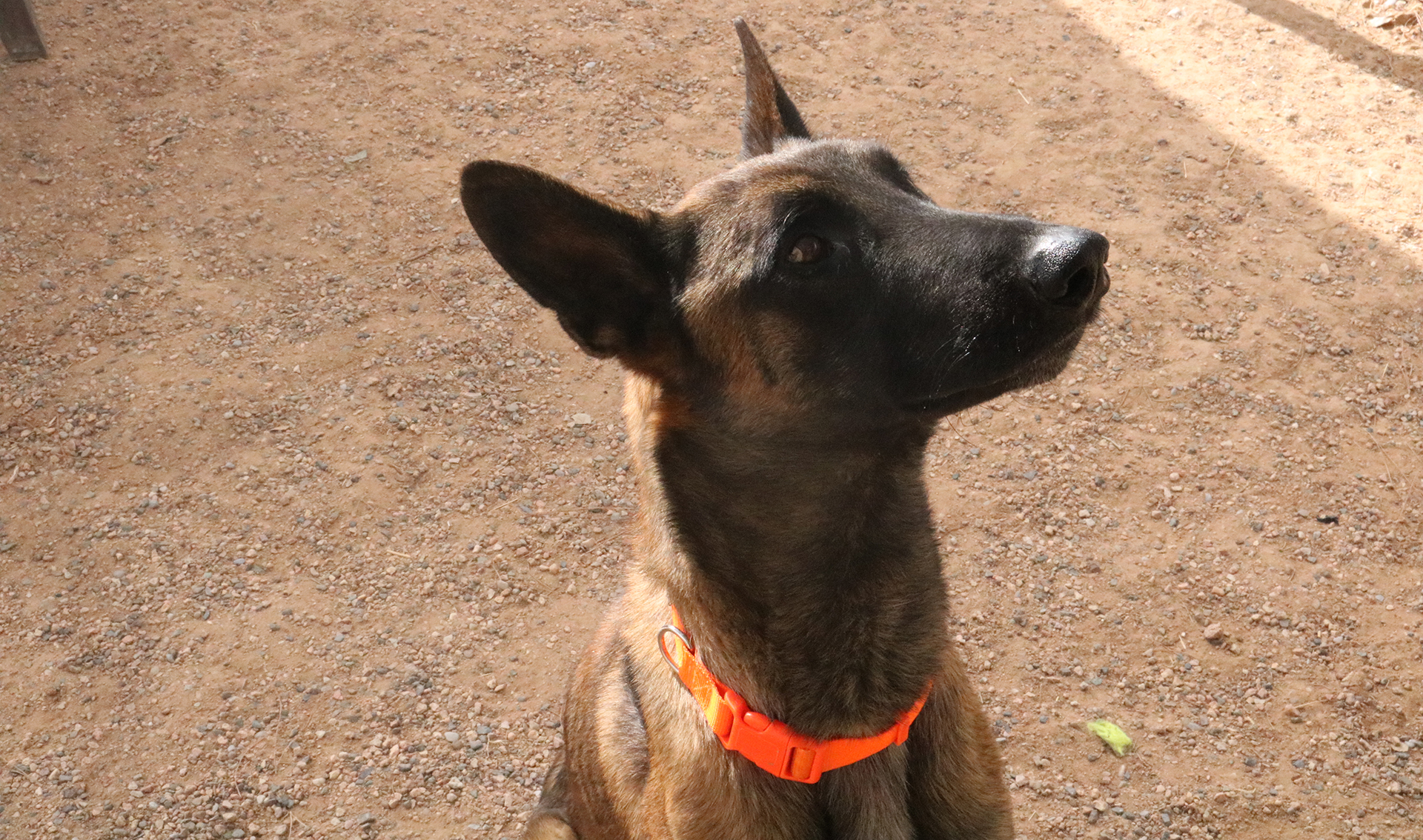 Arizona schools use therapy dogs to assist mental health - Flipboard